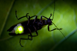 Lightning bug2