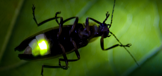 Admins – Musings on Catching a Lightning Bug